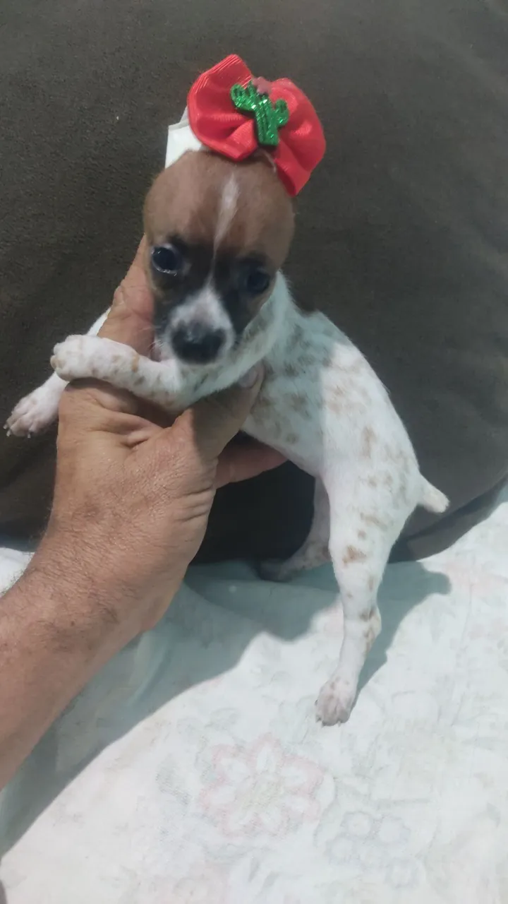 Lindo e miniatura pinscher