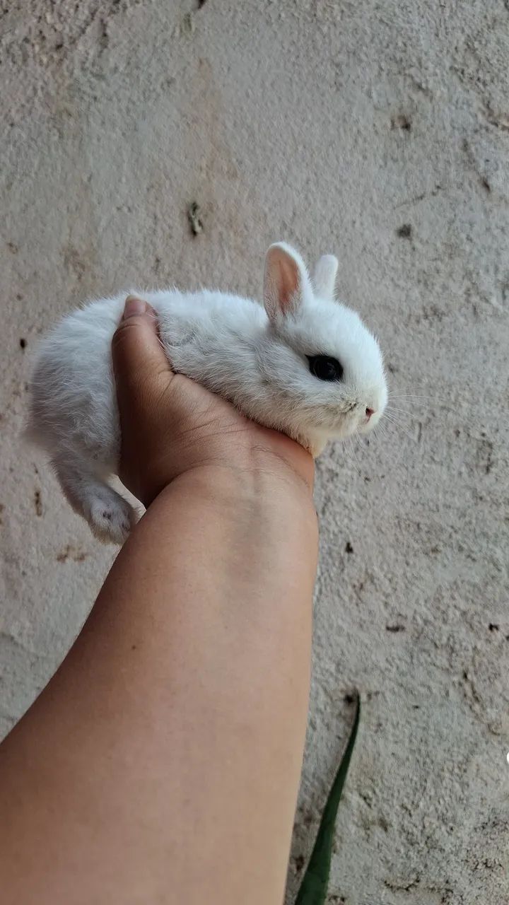 bebê  de mine coelho netherland dwarf fêmeas  - Foto 3