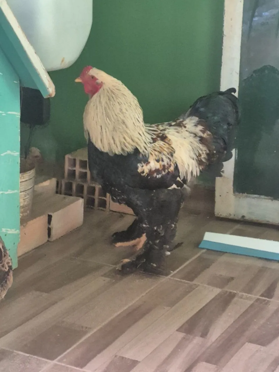 Galos raça brahma
