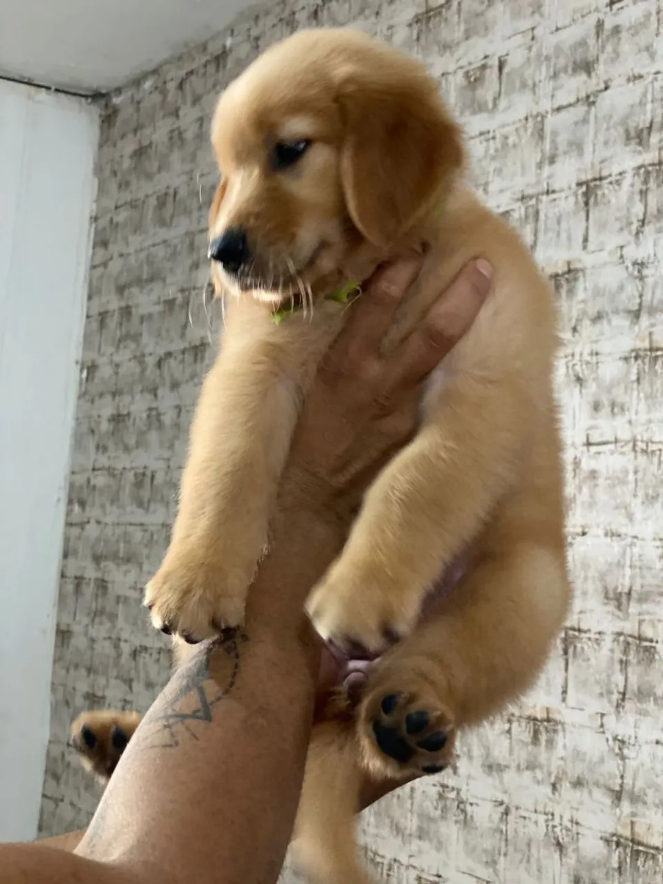 Filhote Golden Retriever
