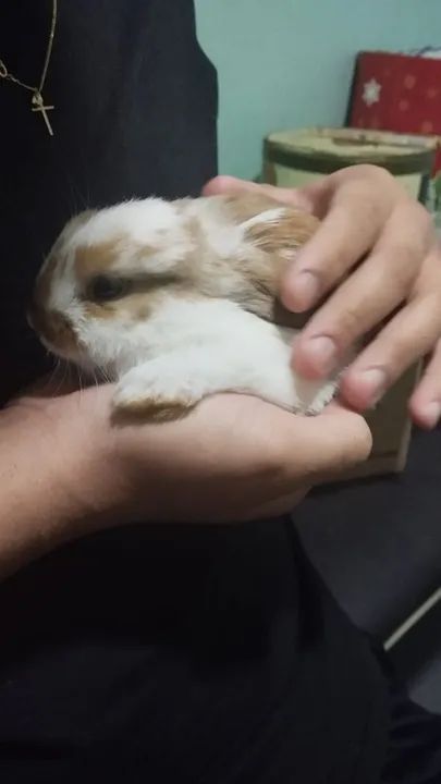 Coelho mini (os das orelhas caidas) 