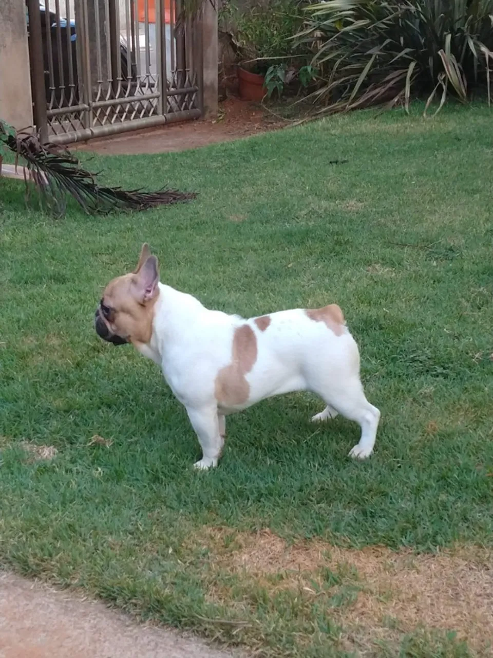 Buldogue Frances Femea