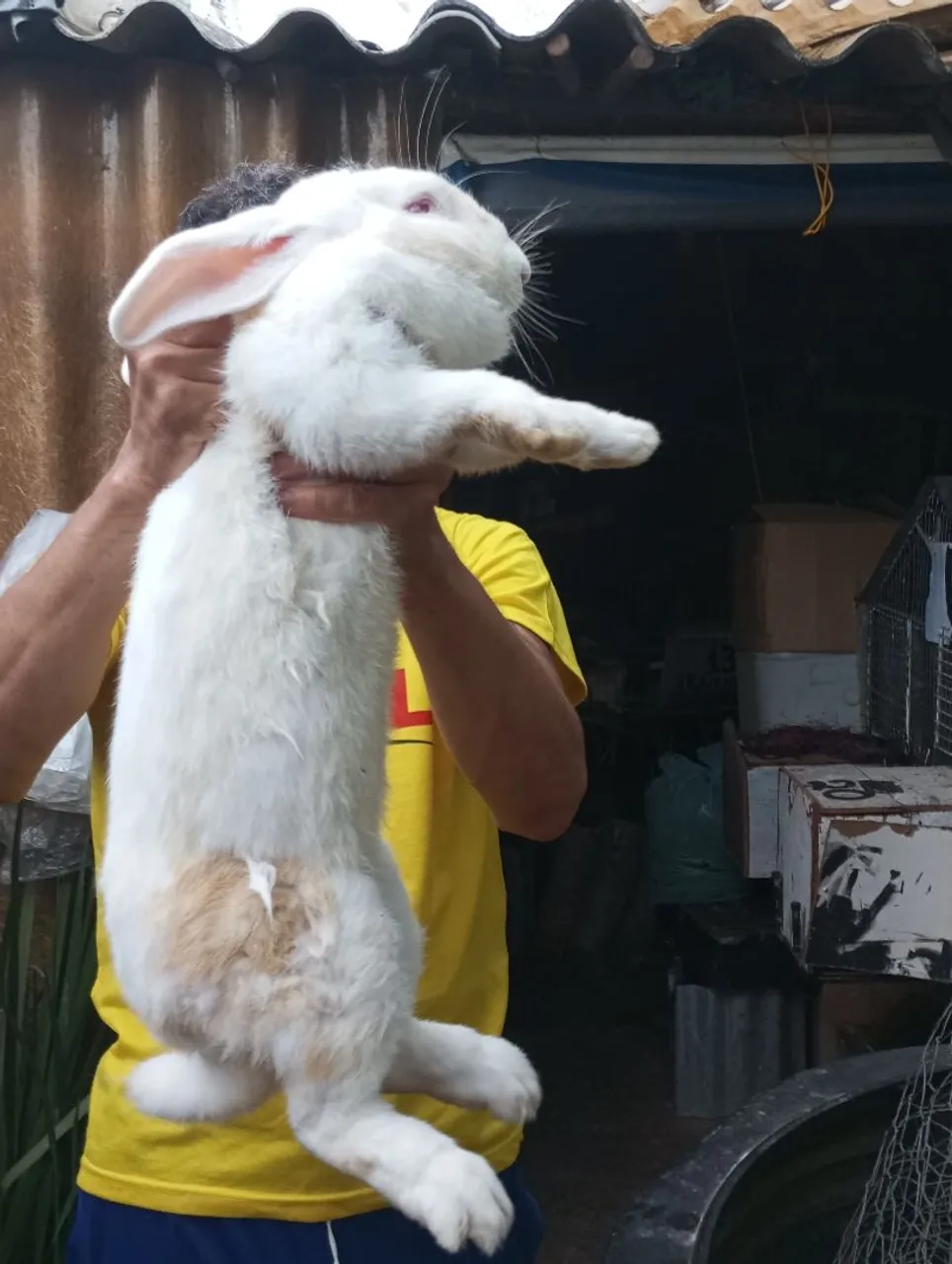 Filhotes de coelhos gigante de Flandres e gigante criolo