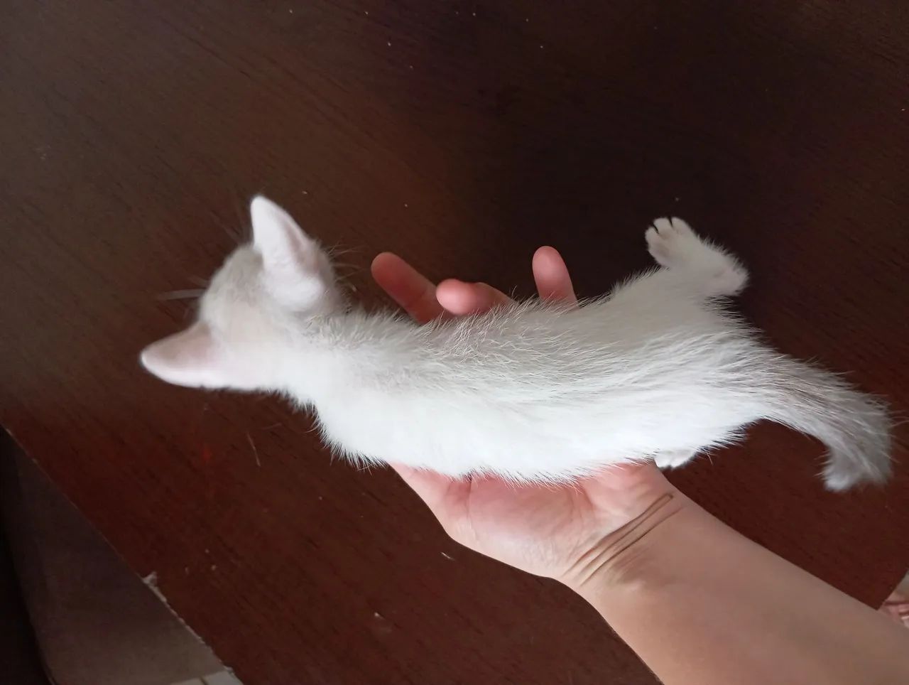 Gatinho Branco - ADOÇÃO RESPONSÁVEL! - Foto 5