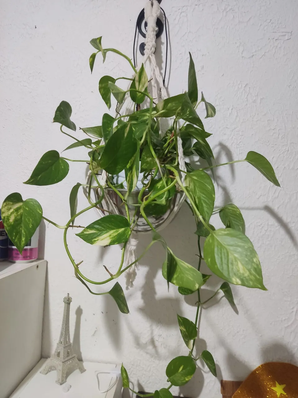 Planta jibóia Pendente - Decoração de Interiores