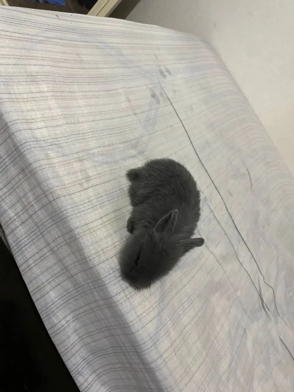 Coelhinho Cinza Mini