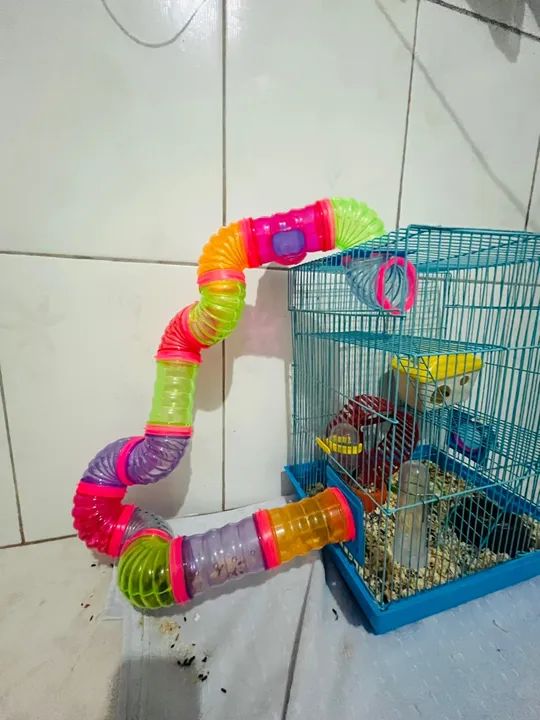 Hamster sírio  - Foto 5