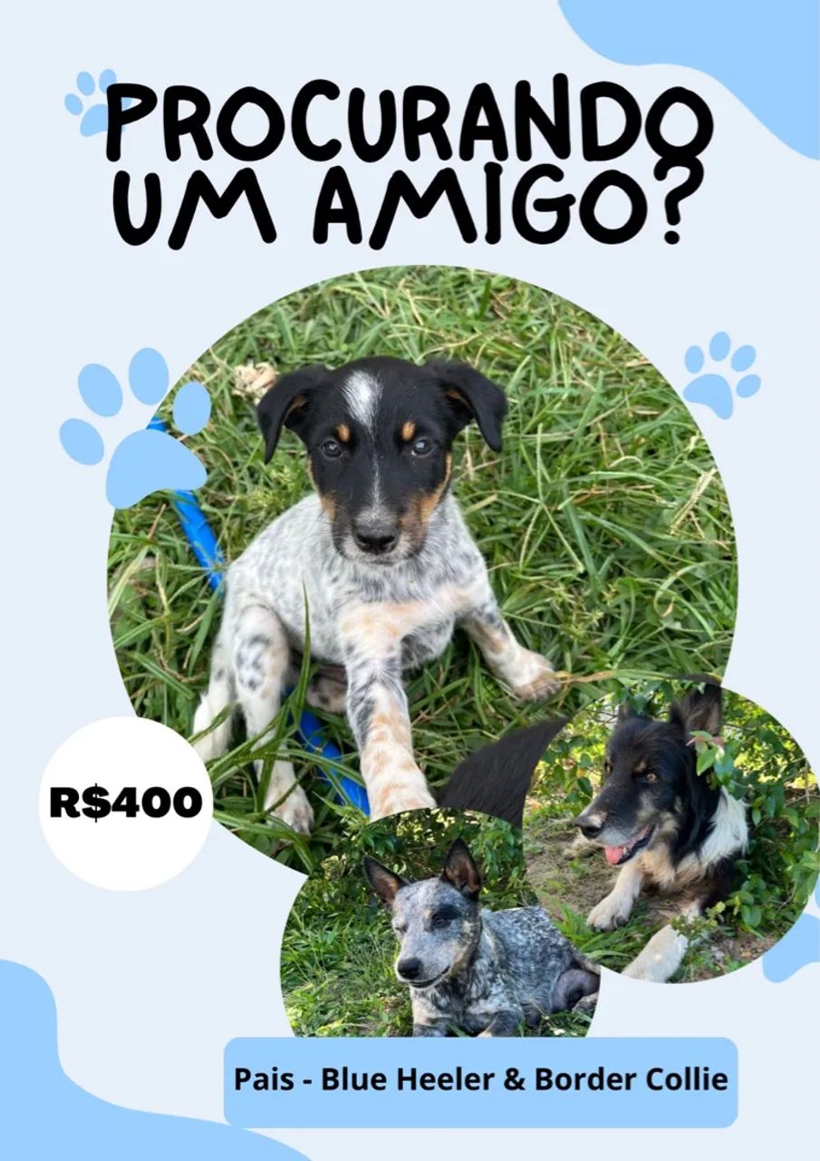 Border collie com Blue Heeler, filhotes  - Foto 4