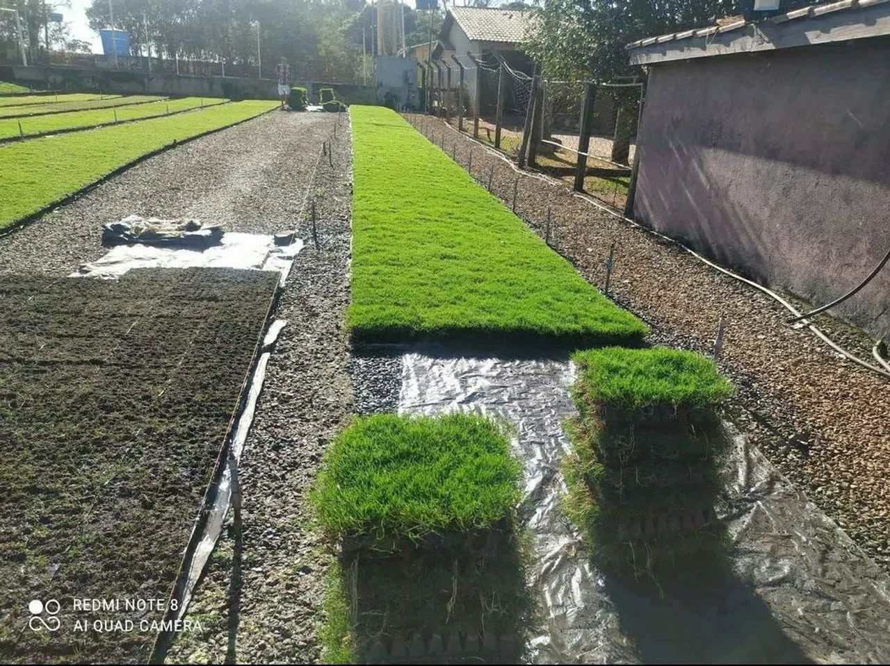 Grama para jardim - a partir de 6,99 ó m2 já plantado com calcário/adubo.