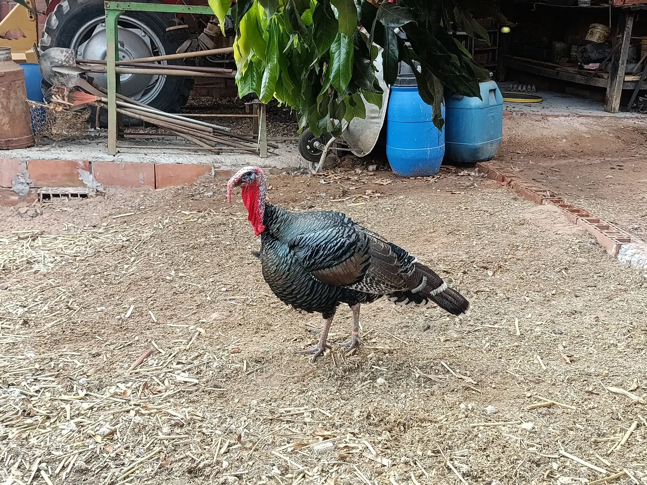 Vendo peru (macho)