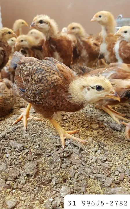 Frangas Poedeiras Embrapa 051 -Alta Produtividade - Foto 3