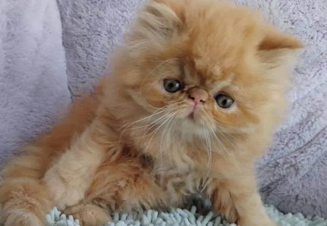 Persa ( Muita alegria Garantida) 