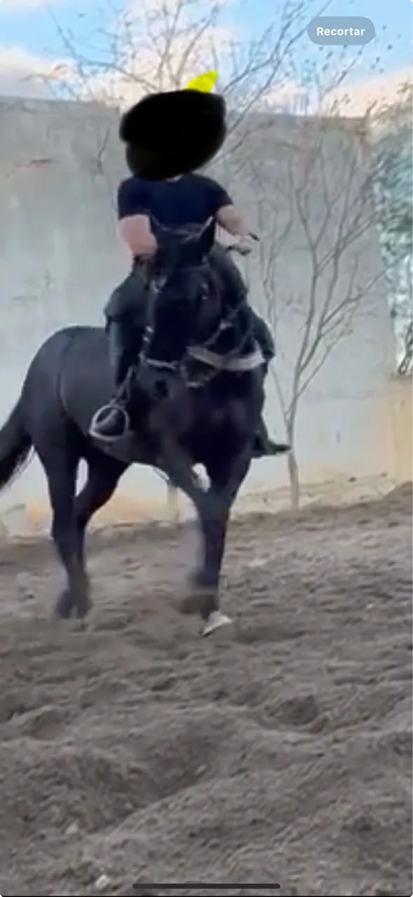 Cavalo potro quarto de milha vaquejada