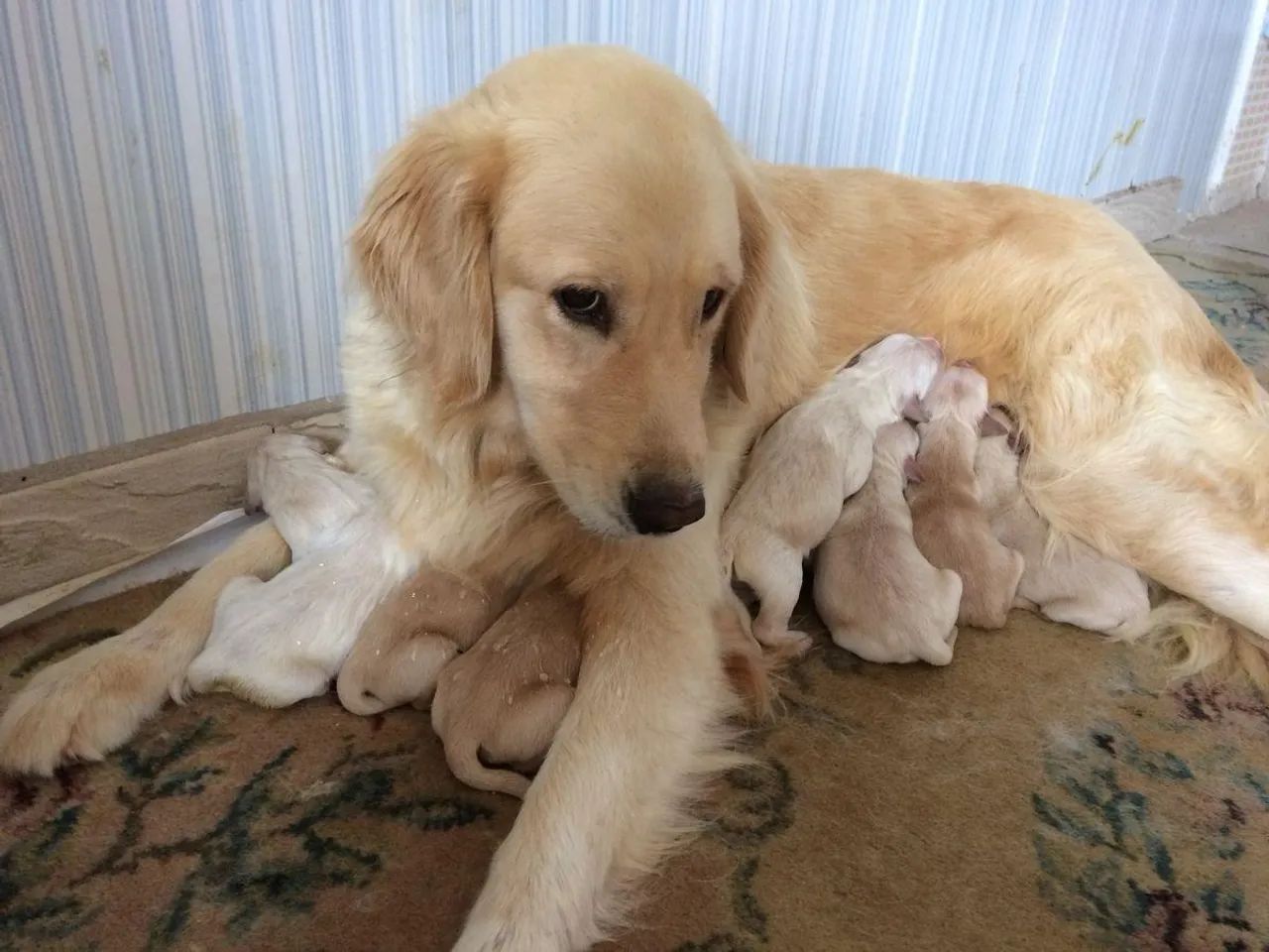 Filhotes de Golden Retriever