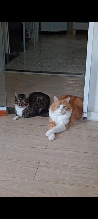 GATOS LINDOS E CARINHOSOS