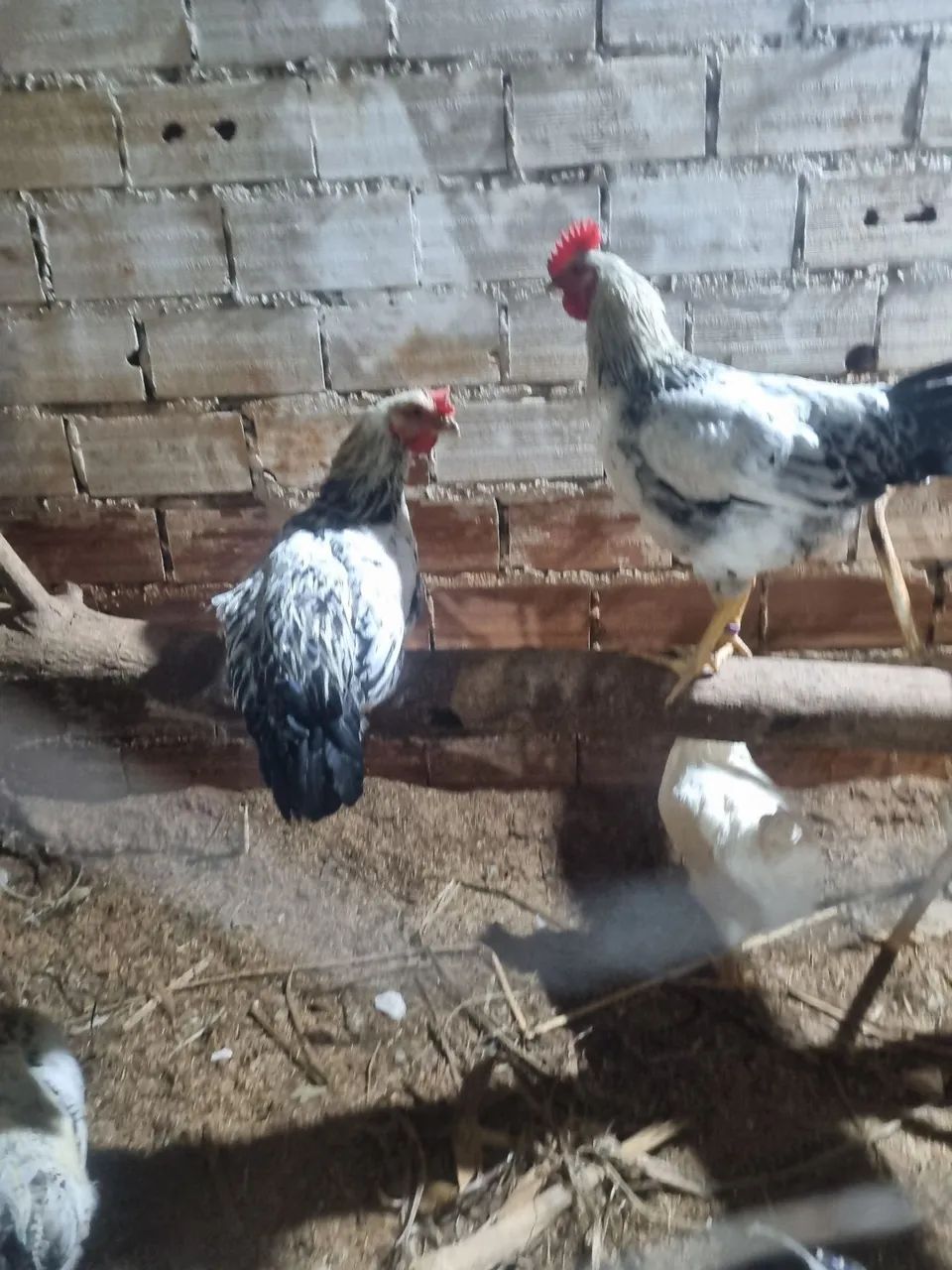 ? Lote de Aves Diversificado - Galinhas, Frangos, Galo e Pintinhos (Desconto no Lote)<br> - Foto 5