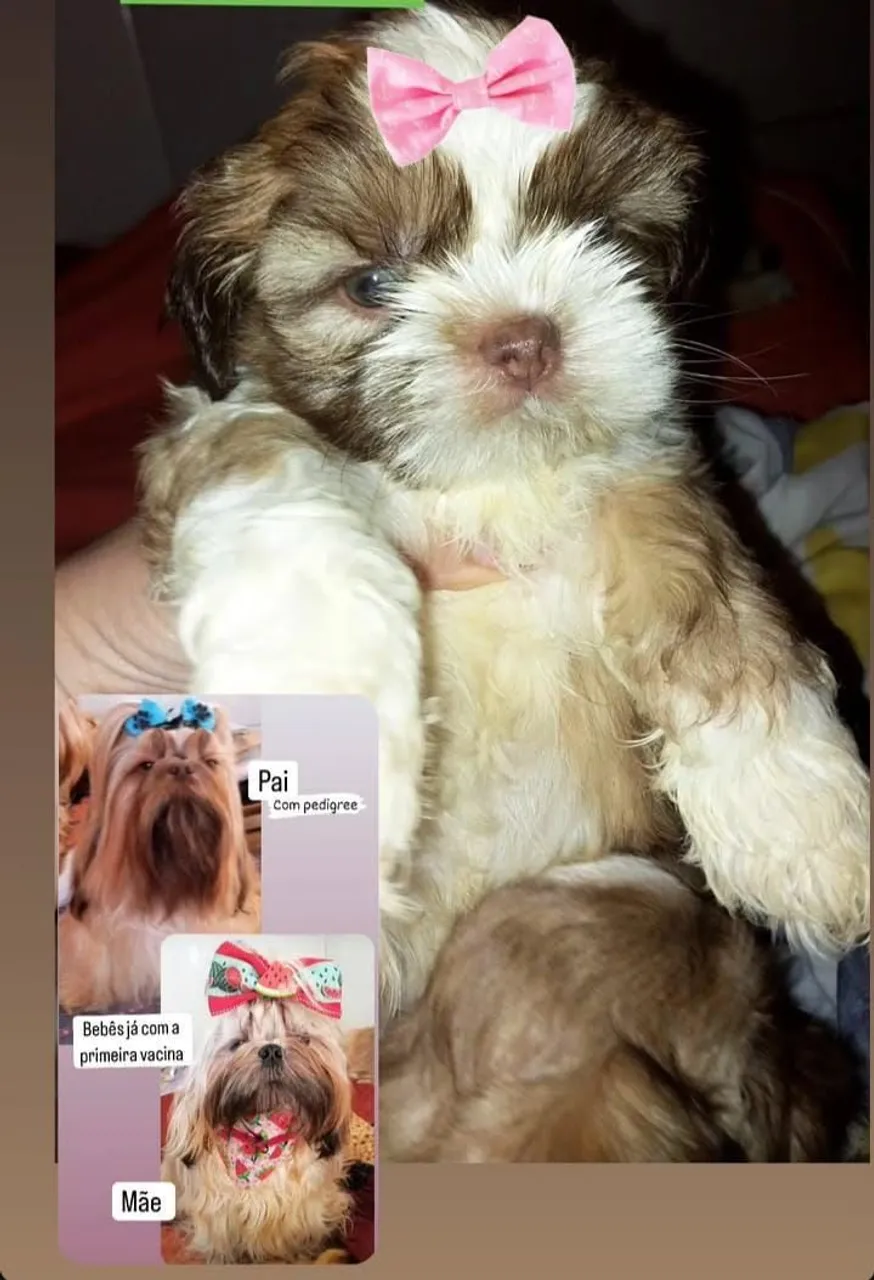 Bebês shih-tzus fígado, fígado com branco e chocolate branco de olhos azuis ou verde