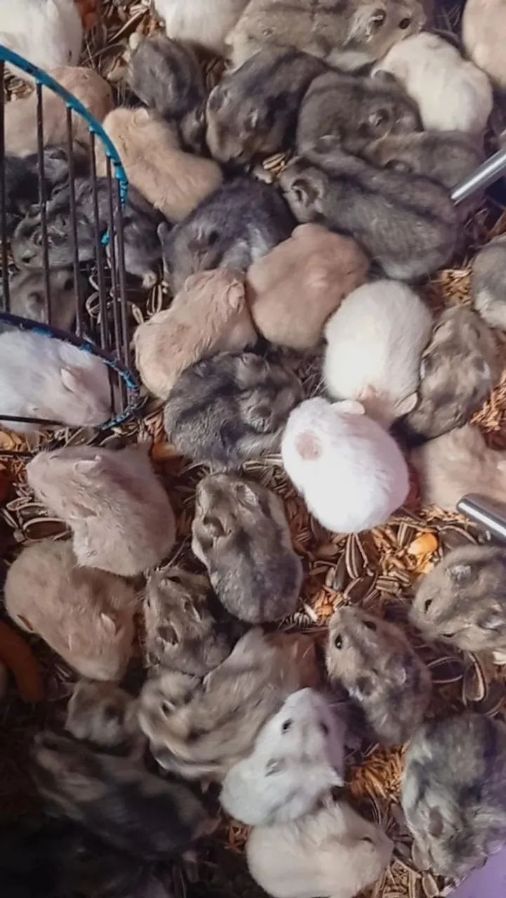 Hamster anão russo argentes cores variadas disponíveis 