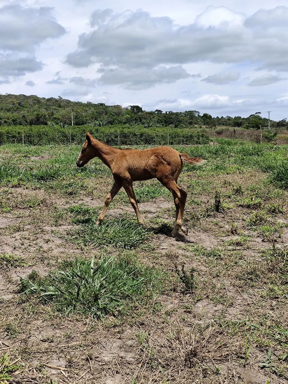 Égua Mangalarga  - Foto 6