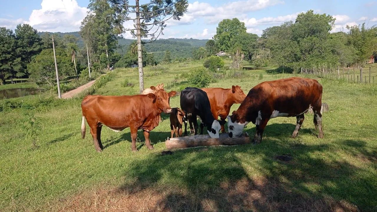 Venda de novilhas  - Foto 2