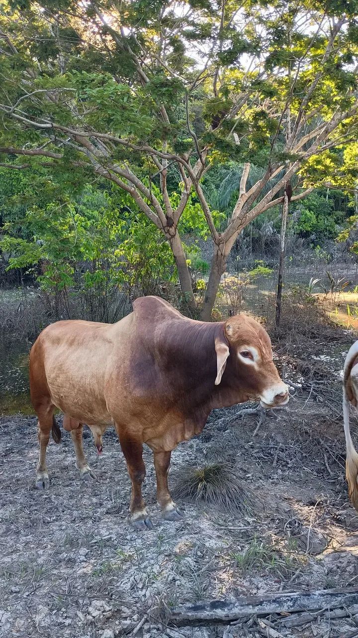 Reprodutor  - Foto 3