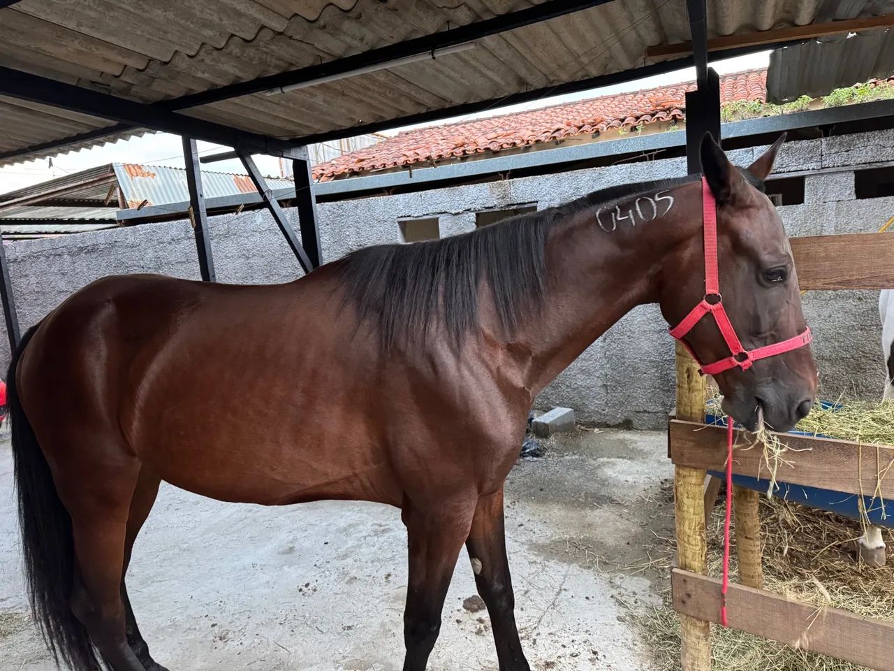 cavalo american trotter 8 anos - Foto 5