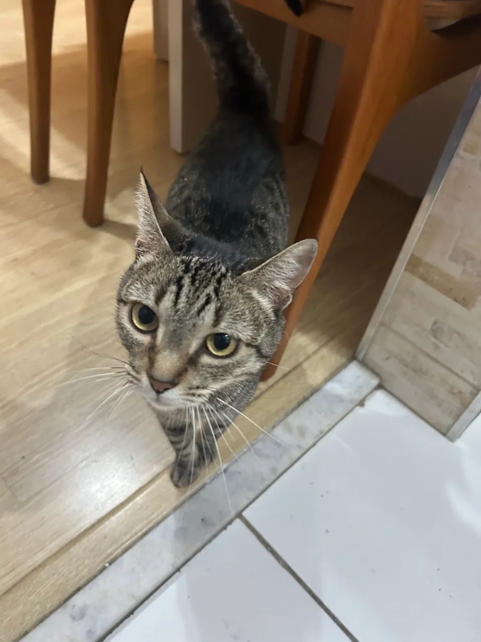 Gata para adoção - Foto 2