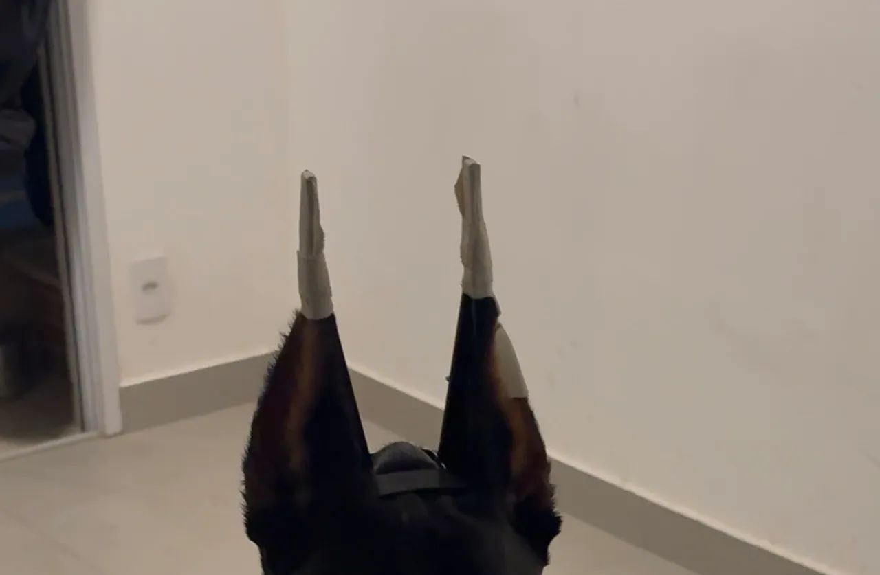 Suporte para orelha de cachorro - ear stand - Foto 5