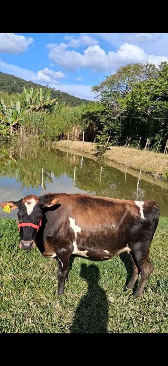 vaca Jersey. - Foto 2