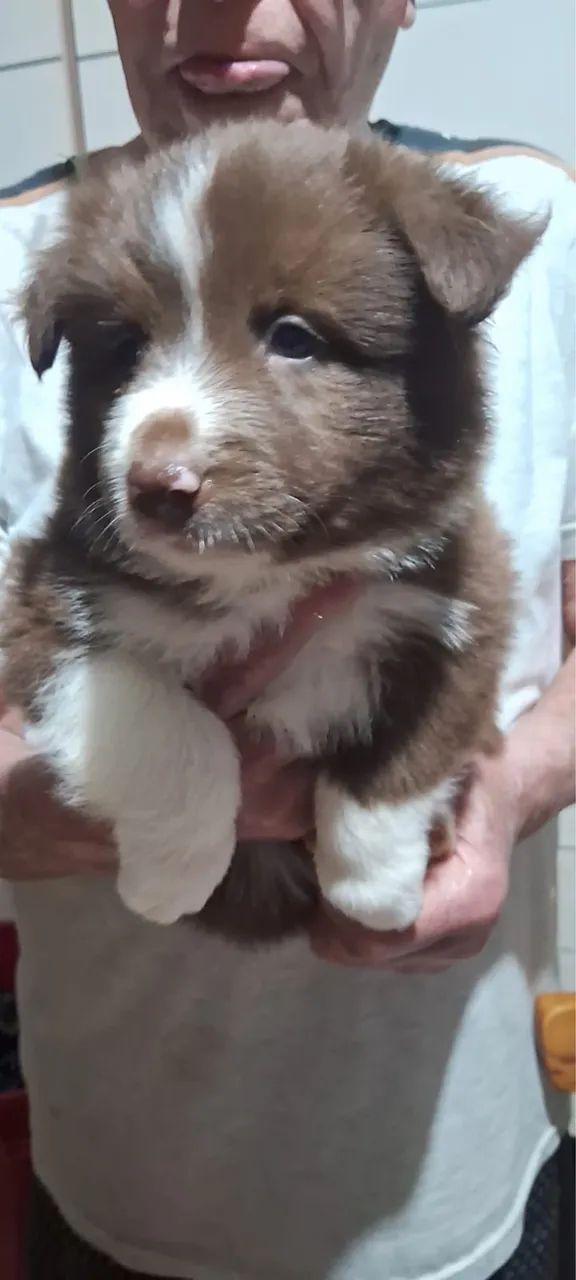 Border Collie 