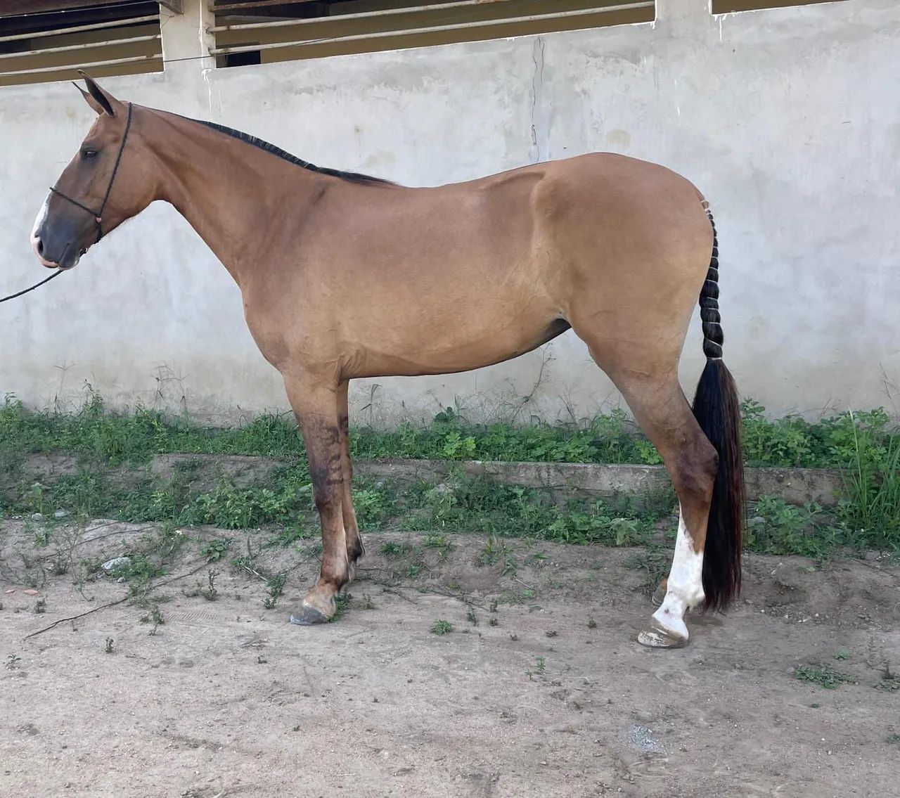 Potra sem registro  - Foto 4