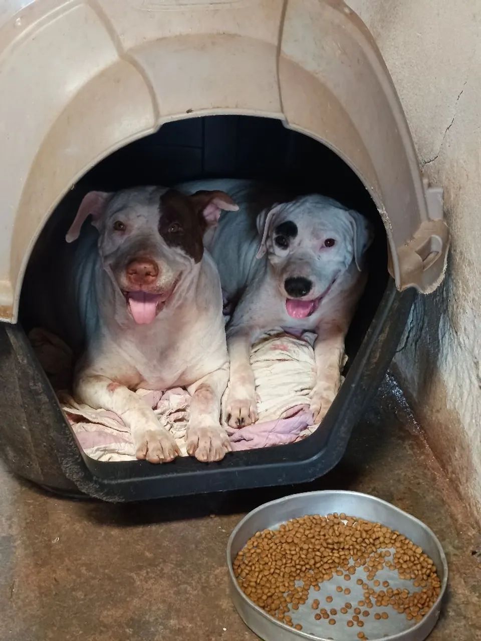 Doação de dois Pitbull 