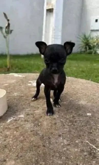 lindos pinscher x fox 