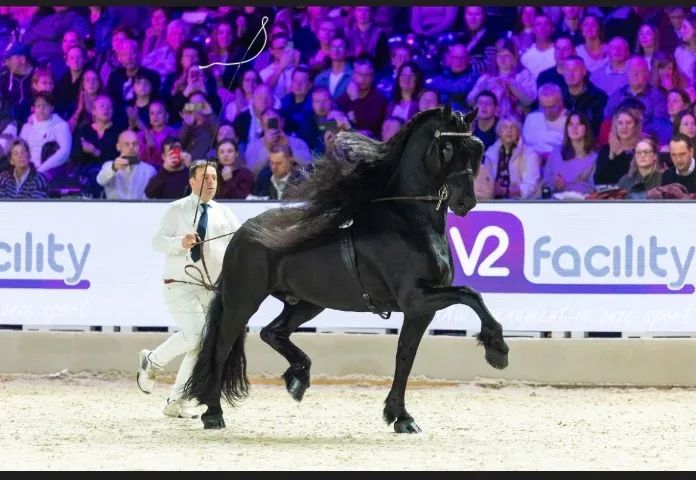 Potro no Desmame  - Foto 3