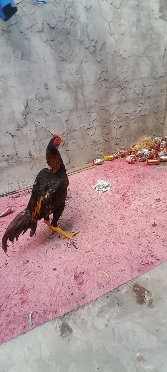 Frango de raca  - Foto 2