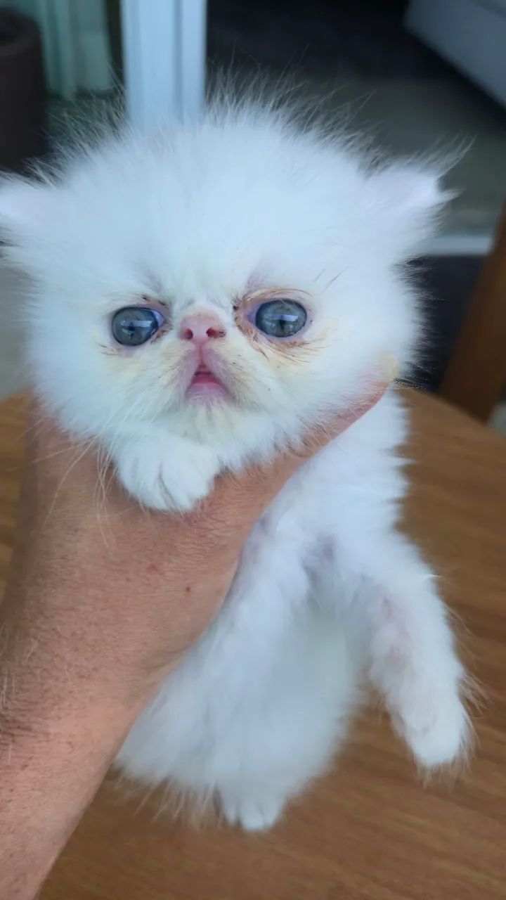 Filhote gato persa - Foto 3