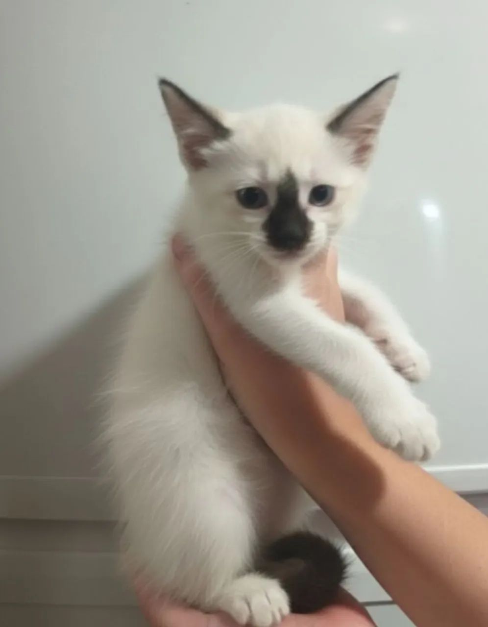 DOA-SE LINDO FILHOTE DE GATO SIAMÊS PÊLO LONGO PONTEADO