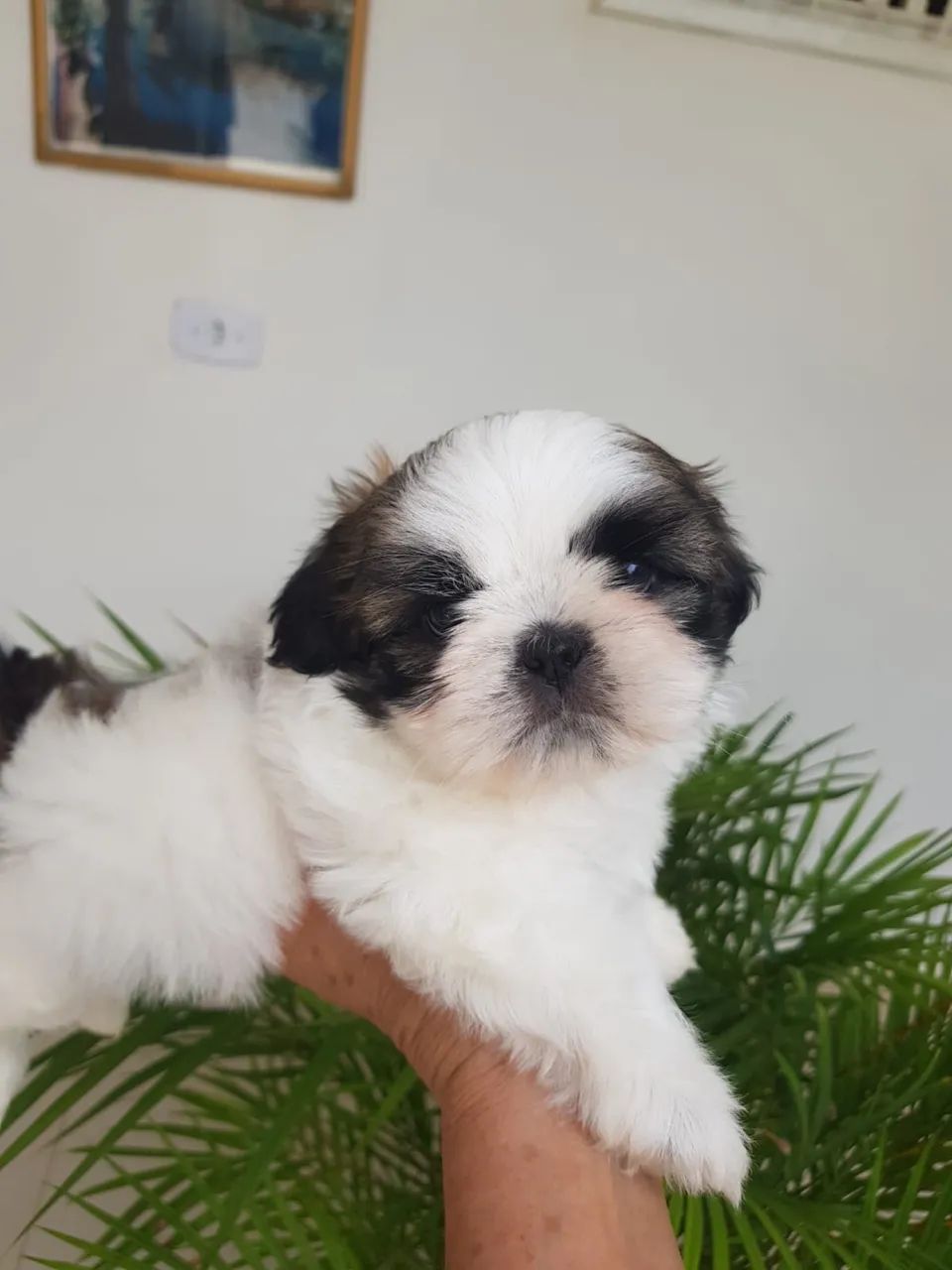 Filhote de Shihtzu - Foto 3