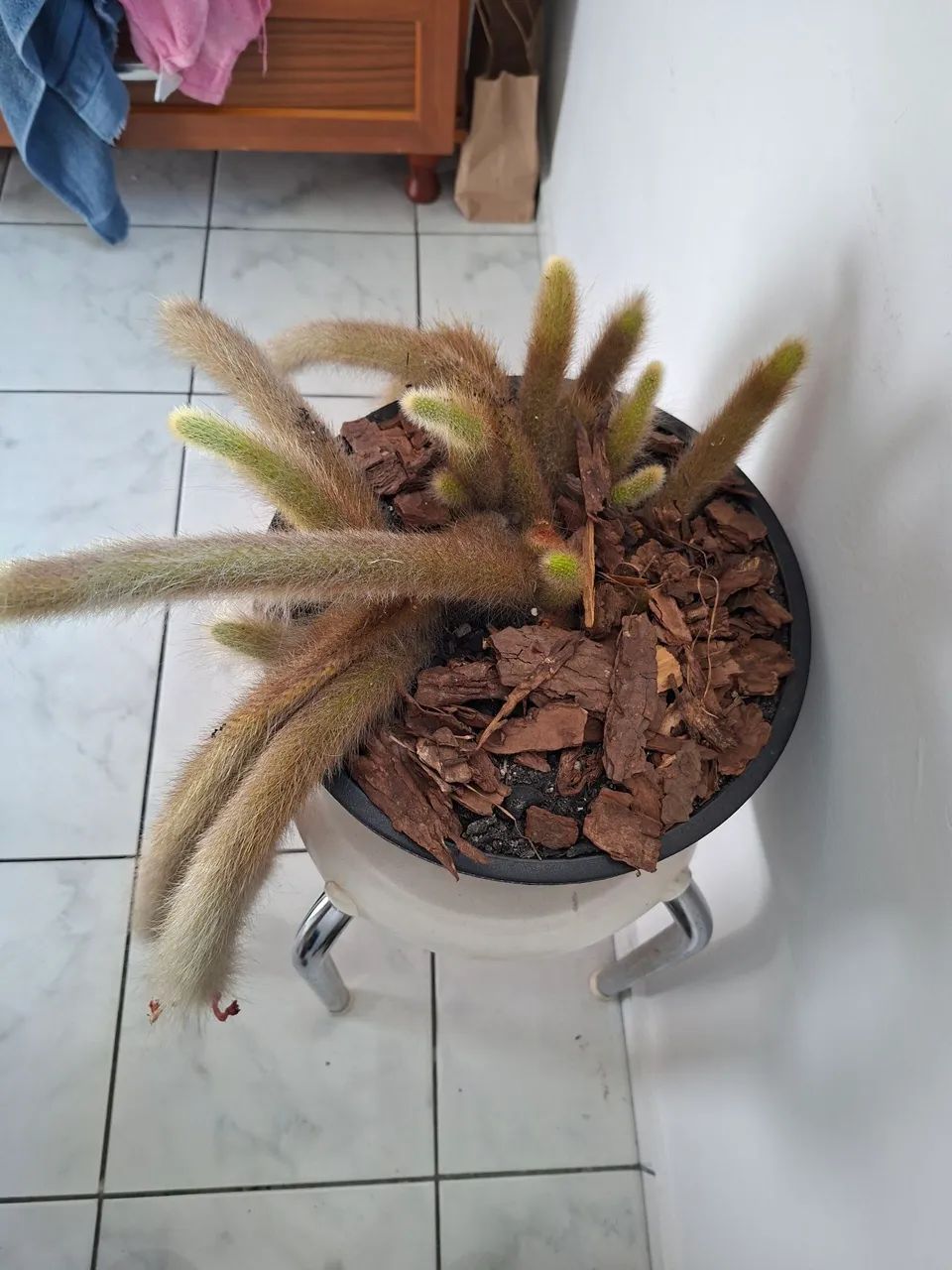Cactos rabo de macaco - Foto 3
