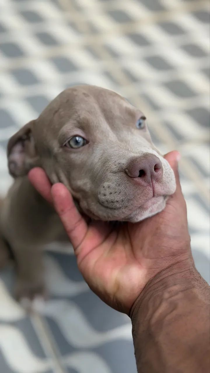 Pitbull  - Foto 4