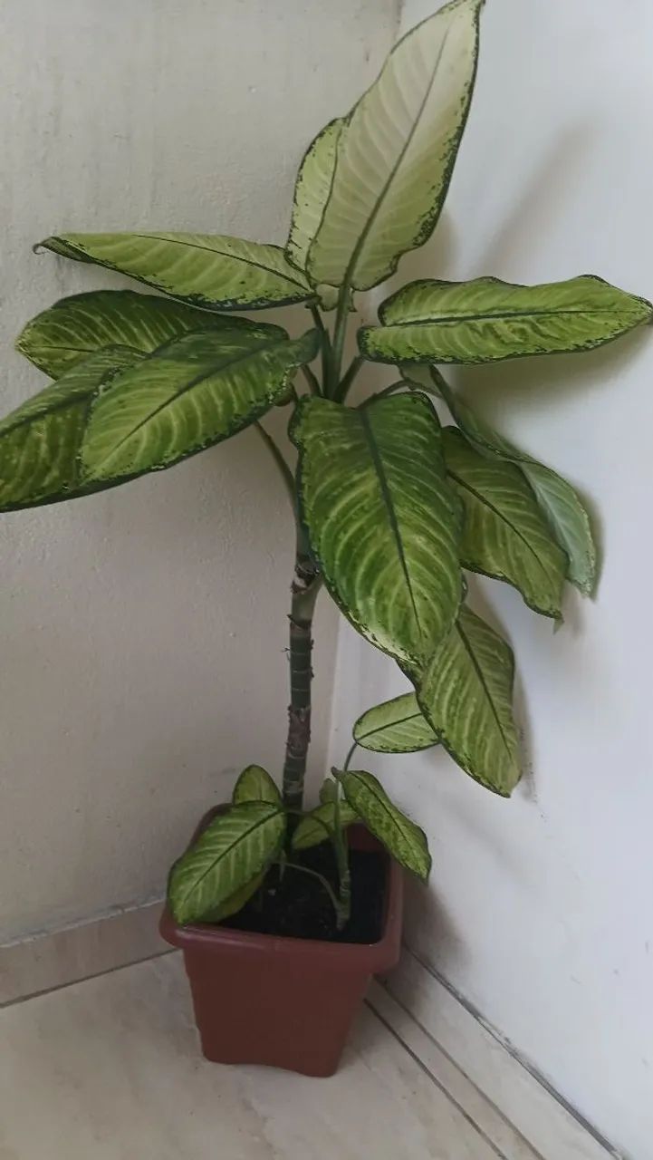 Plantas pendentes  - Foto 4