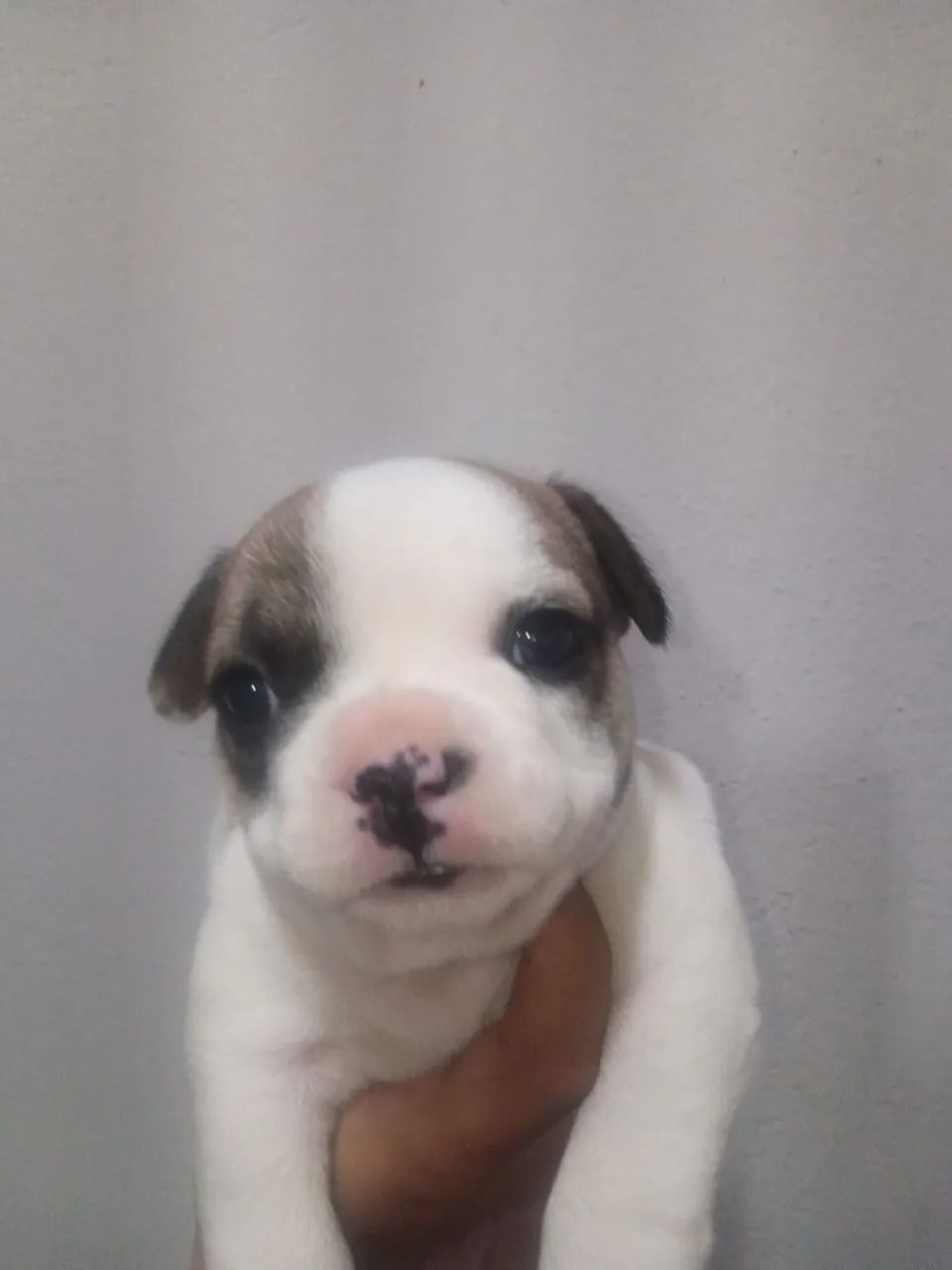 Bulldog Francês Macho - Foto 2
