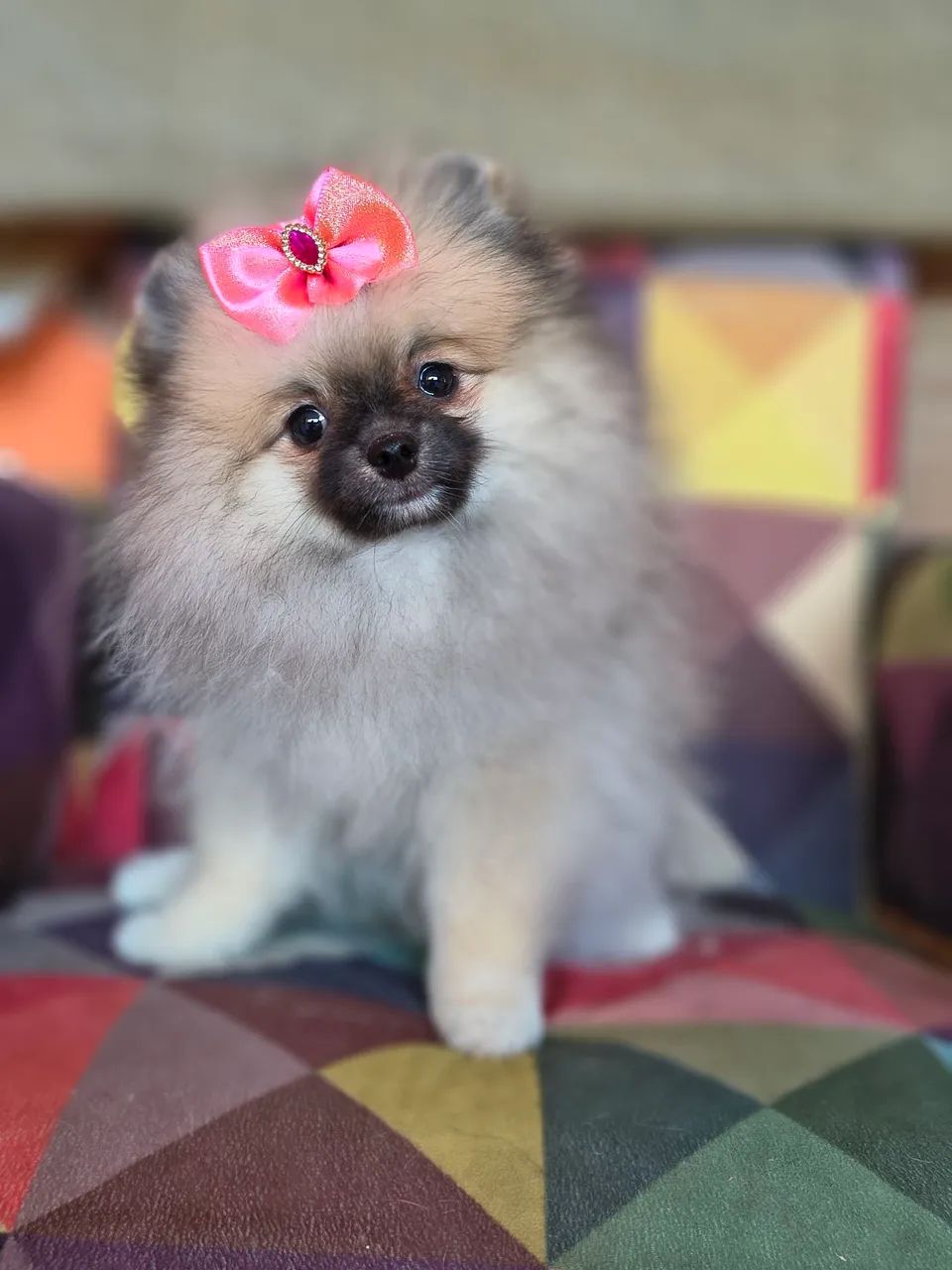 SPITZ ALEMÃO FÊMEA 