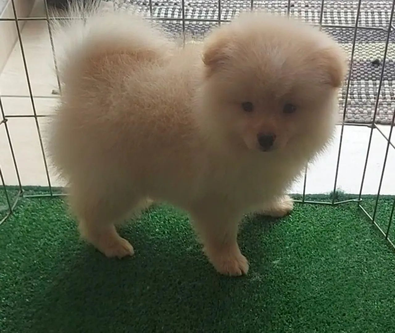 Cachorros e acessórios  - Foto 3