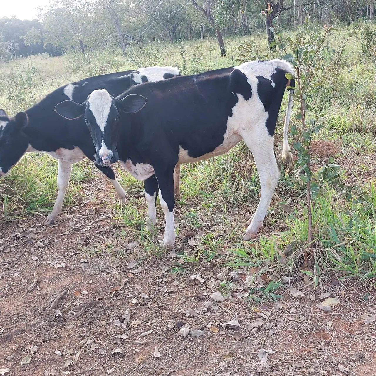 Novilhas 
