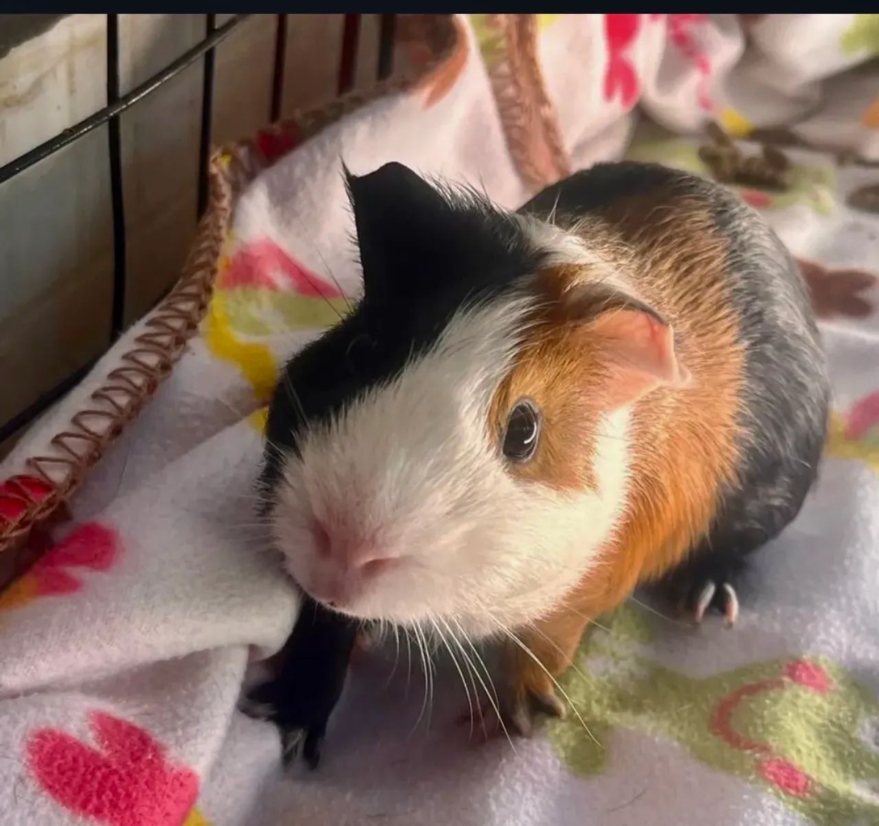 Male Guinea Pig