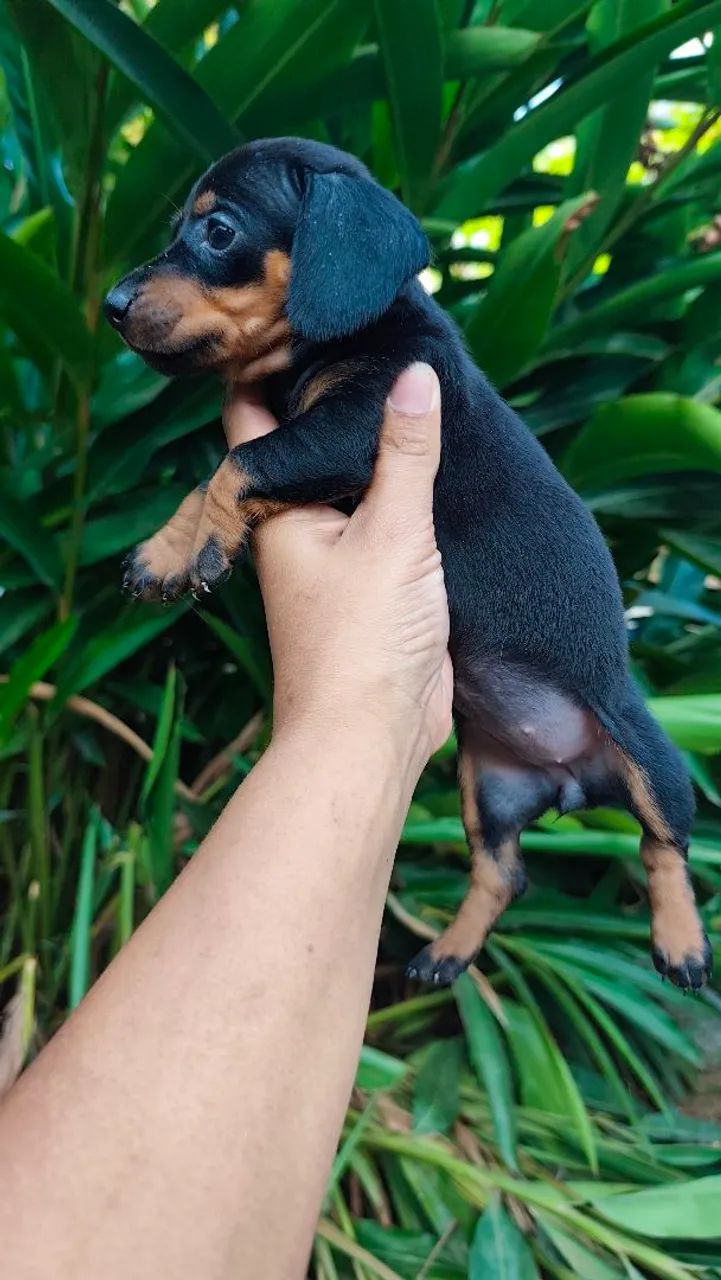 Casal de dachshund  - Foto 2