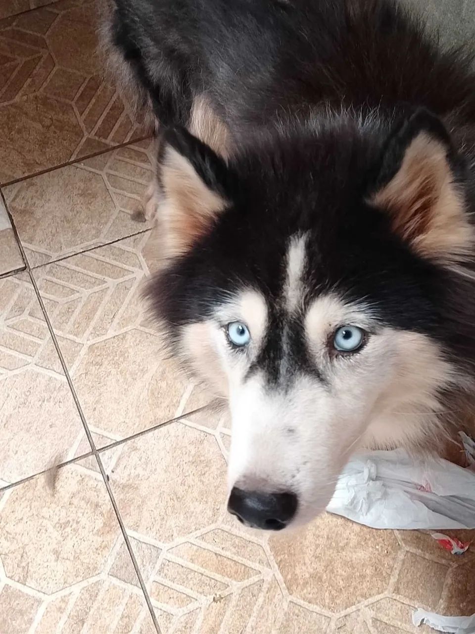 Husky siberiano 