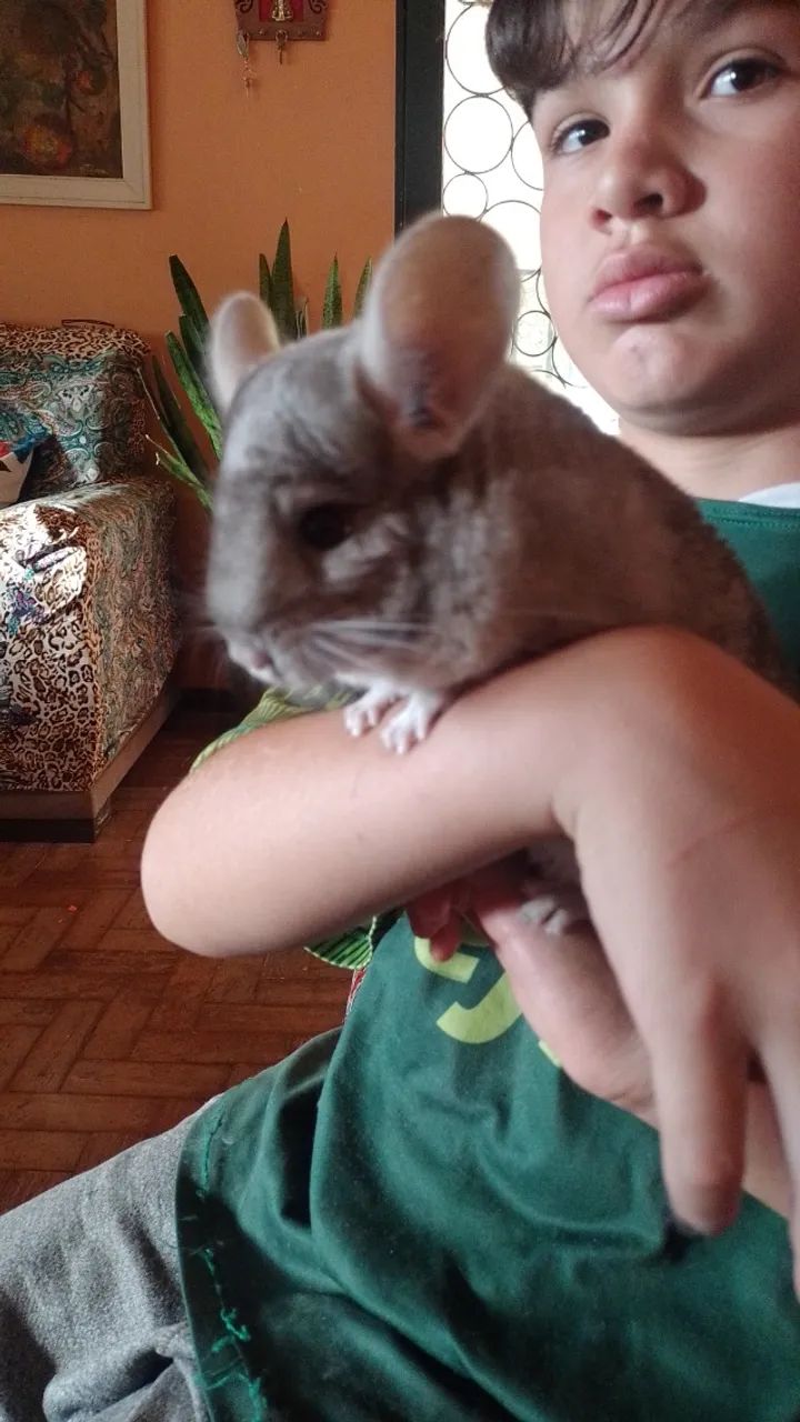 Chinchilla - Foto 3