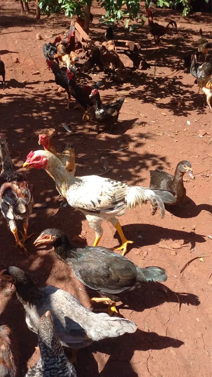 Frango caipira 